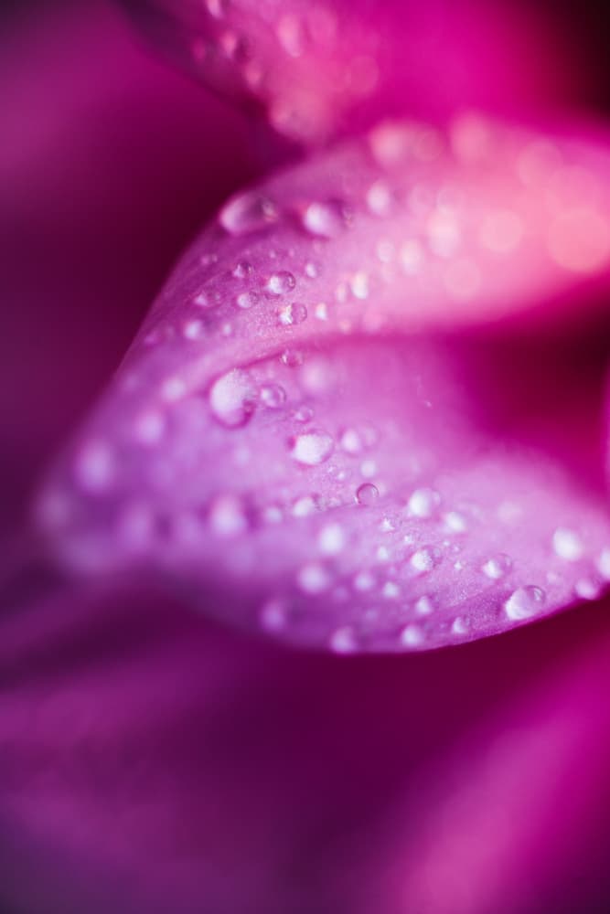 Dewdrop Pink Petals by Javier Pardina — canvas wall art