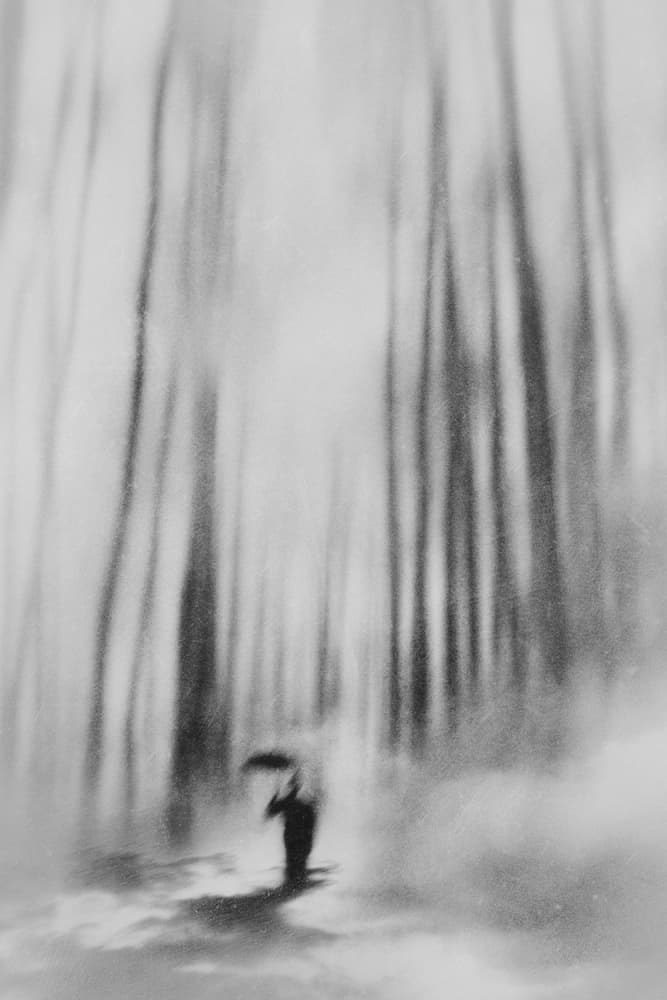 Misty Forest Umbrella by Jay Satriani — canvas wall art