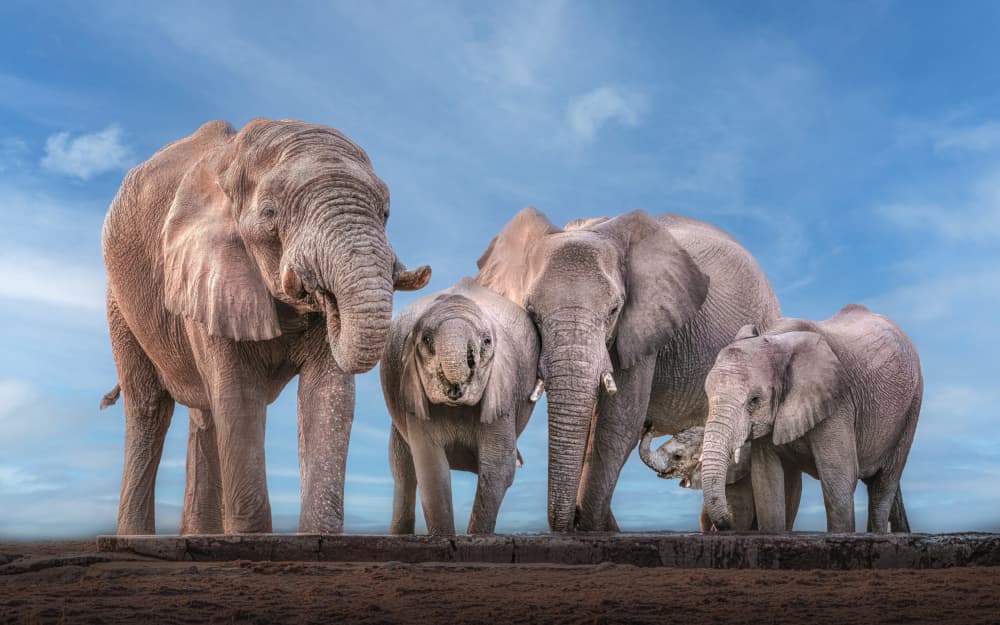 Elephant Family Safari by Nichole Chen — canvas wall art