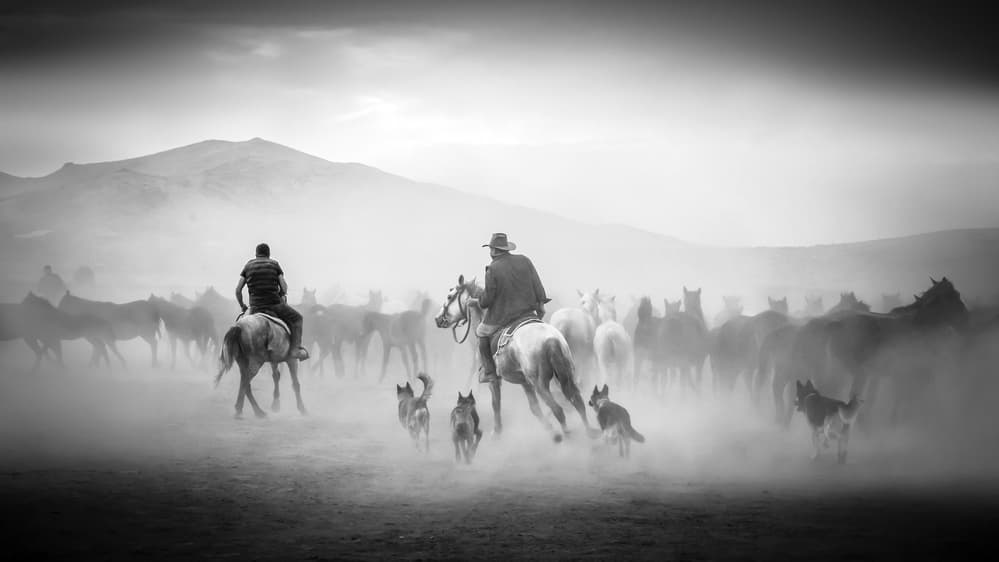 Wild Horse Dust Run by Zühdü Bilgin — canvas wall art