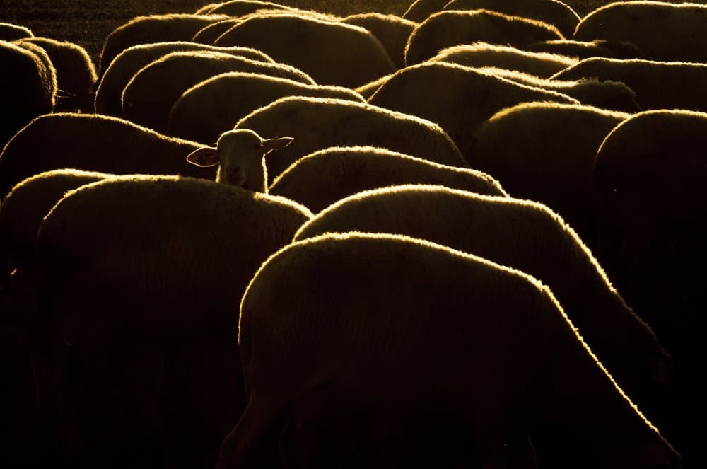 Golden Hour Sheep by Emir Bagci — canvas wall art