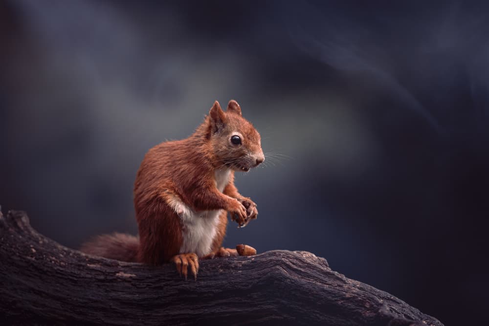Red Squirrel On Branch by Gert J ter Horst — canvas wall art