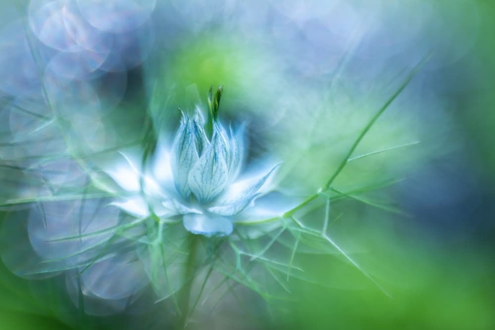 Ethereal Blue Bloom by Piet Haaksma — canvas wall art