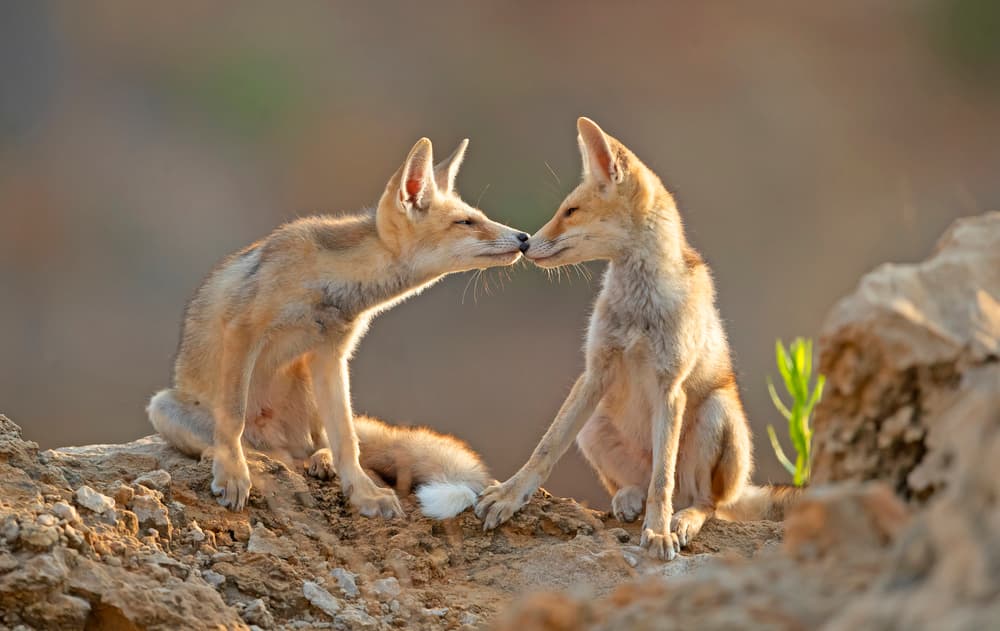 Fennec Foxes Nuzzling by Shlomo Waldmann — canvas wall art