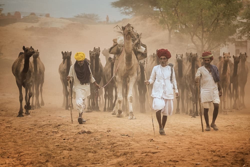 Dusty Camel Caravan by Vivek Kalla — canvas wall art