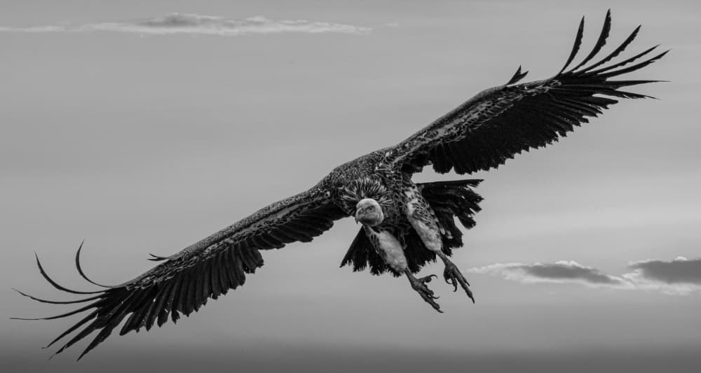 Majestic Vulture Soaring by Hamza Qarooni — canvas wall art