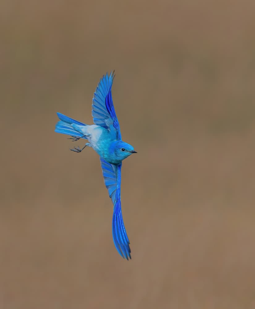 Vibrant Bluebird Flight by Ning Lin — canvas wall art