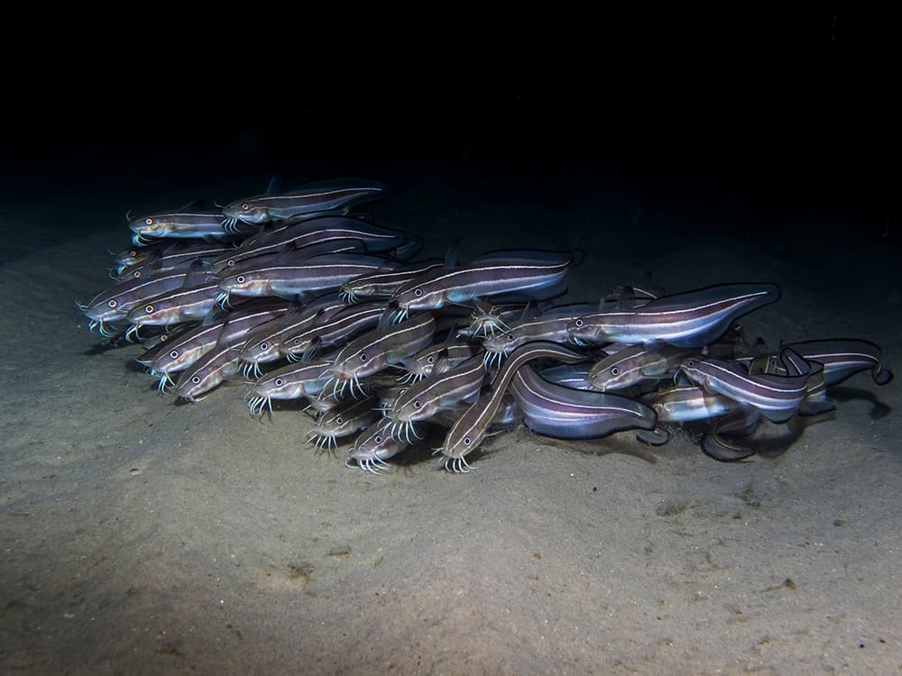 Striped Catfish School by Dani Barchana — canvas wall art