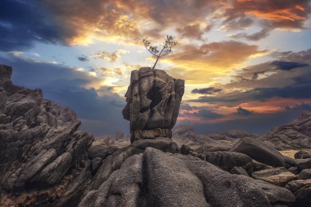 Stone Head Tree Sunset by Tiger Seo — canvas wall art