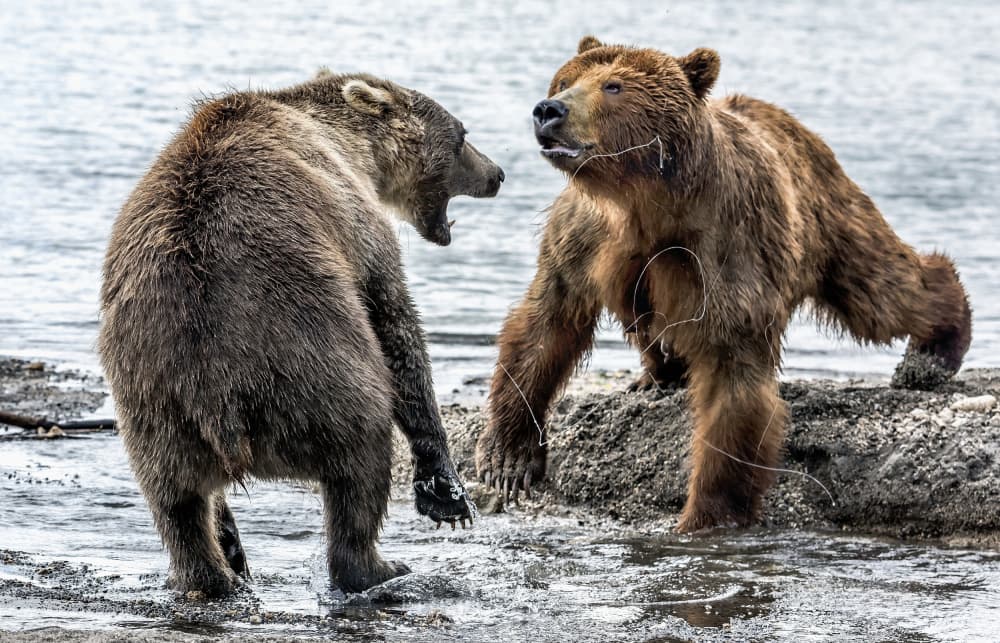 Two Bears Confronting by Giuseppe DAmico — canvas wall art