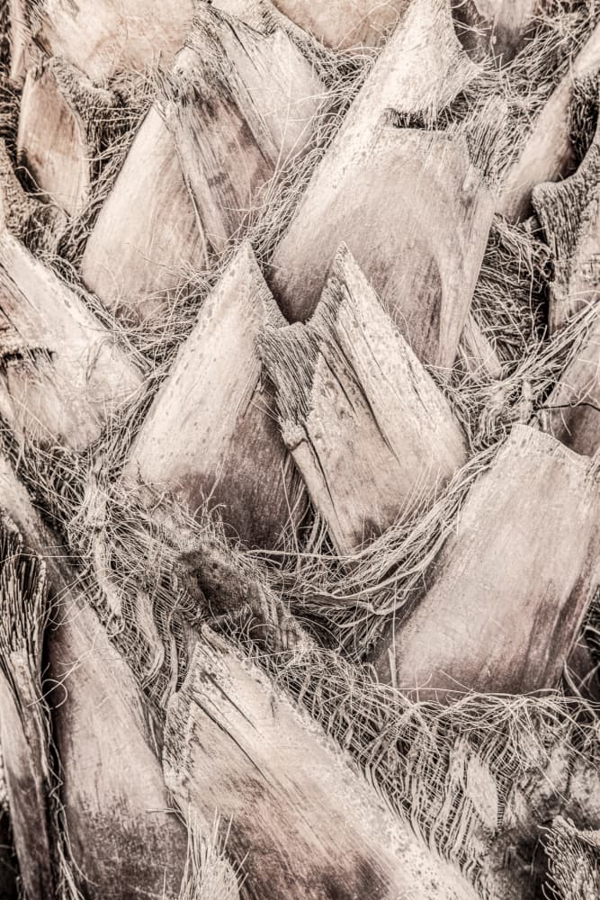Rustic Palm Texture by Pictufy Studio III — canvas wall art