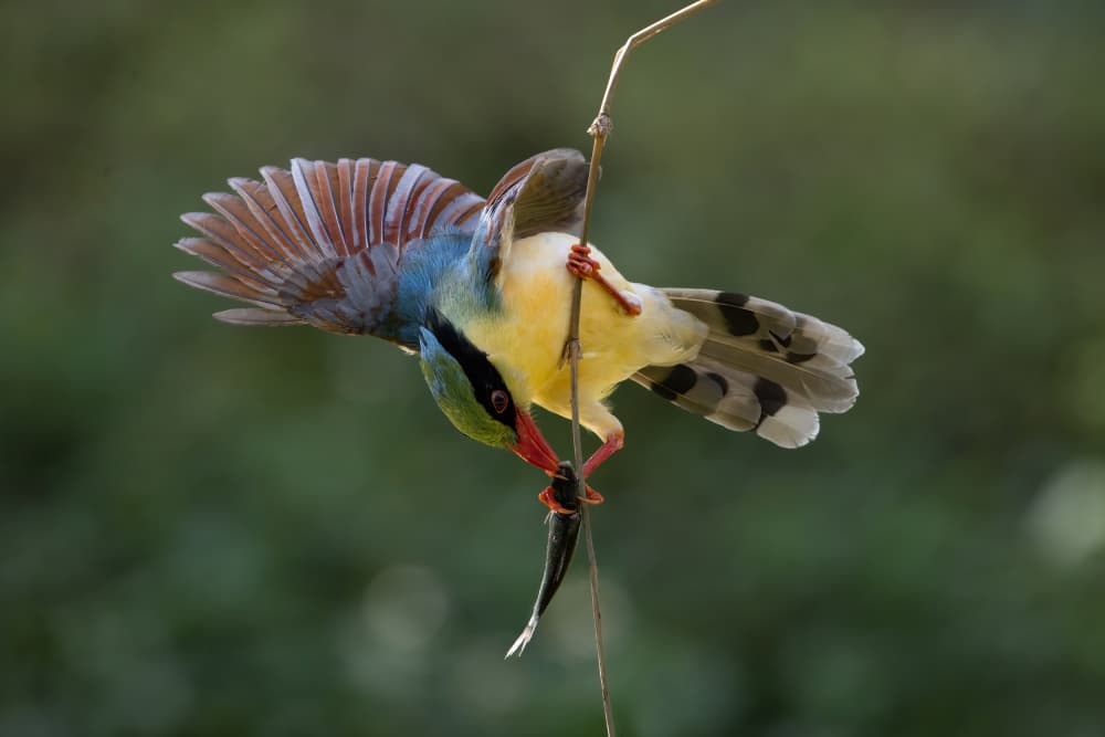 Colorful Bird's Catch by Bill Lu — canvas wall art