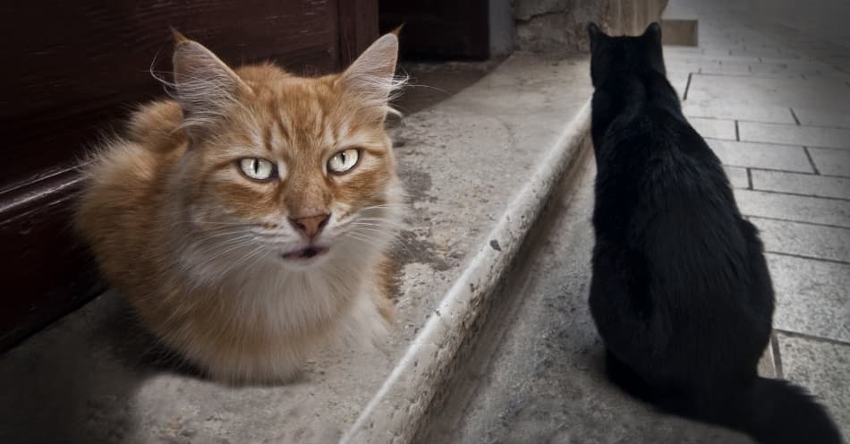 Curious Cat Encounter by Jacek Stefan — canvas wall art