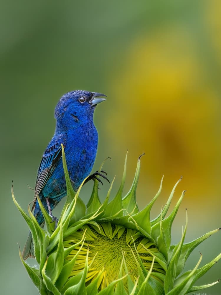 Indigo Bunting Sunflower Bud by Jacob (Jian) Xu — canvas wall art