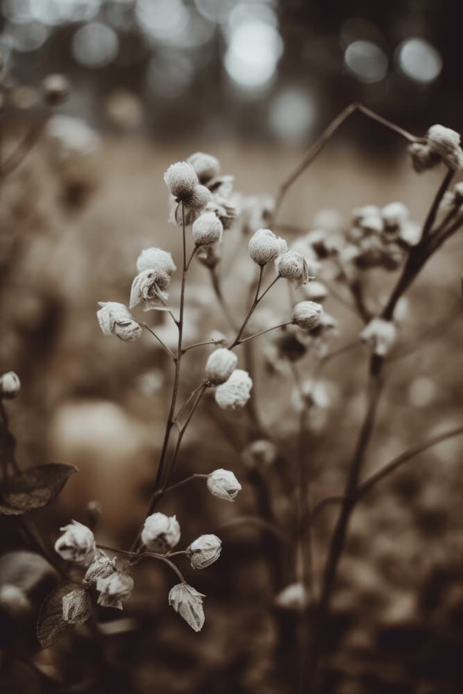 Whispering Blooms by Treechild — canvas wall art