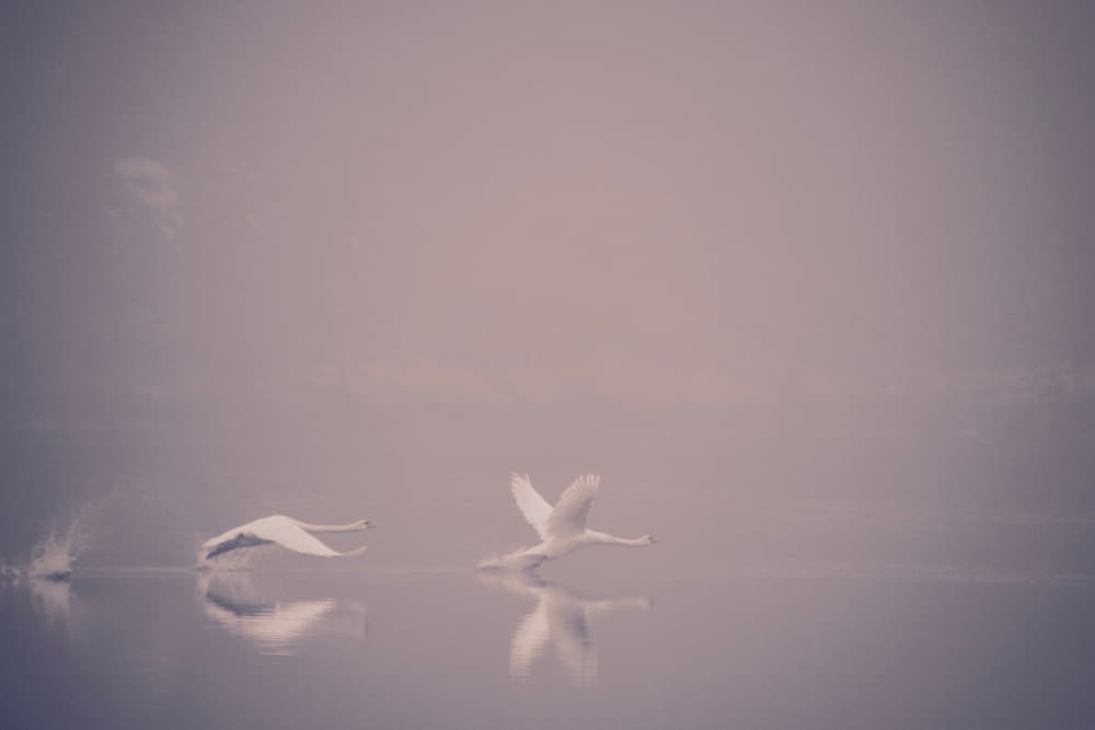 Graceful Swans in Mist by Jonas Dalheim — canvas wall art