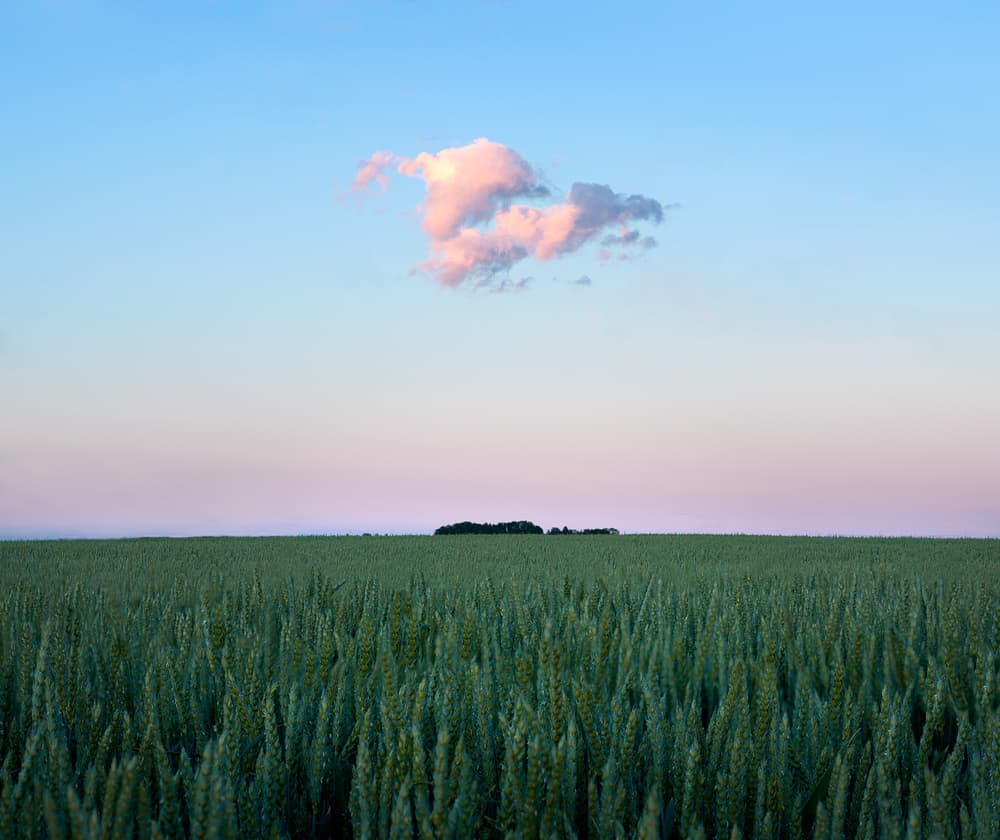 Green Field Pink Cloud by Christian Lindsten — canvas wall art