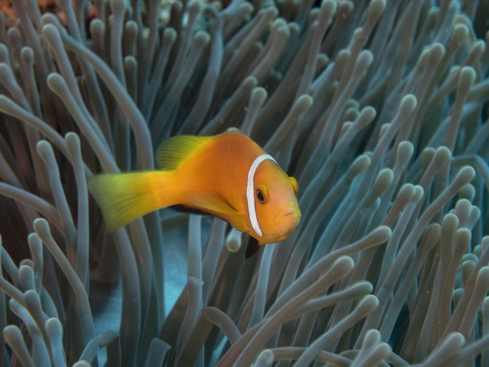 Amphiprion nigripes by Ilan Ben Tov — canvas wall art
