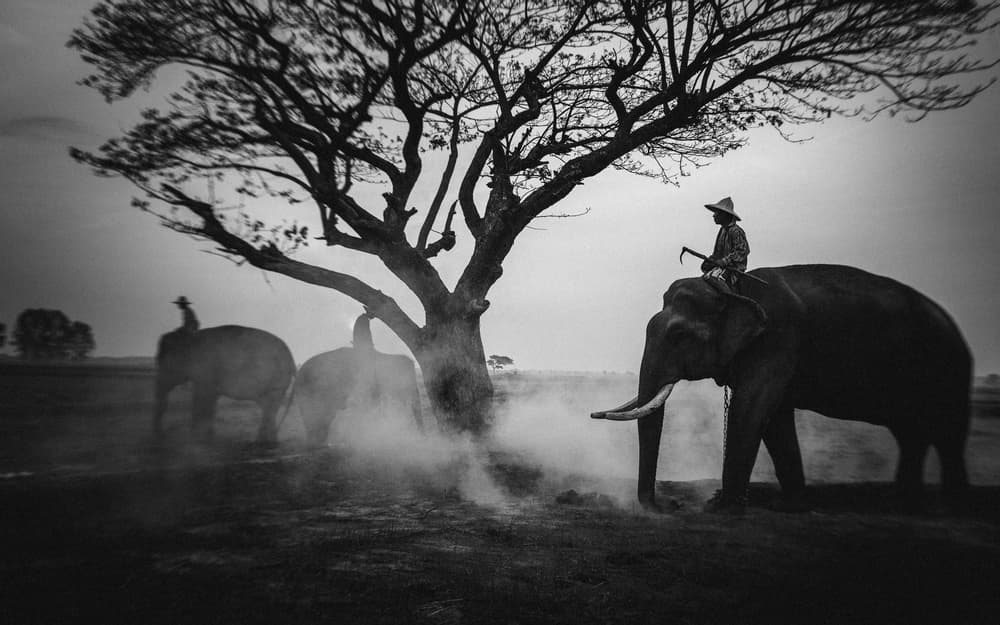 Dusty Elephant Walk by ADIREK M — canvas wall art