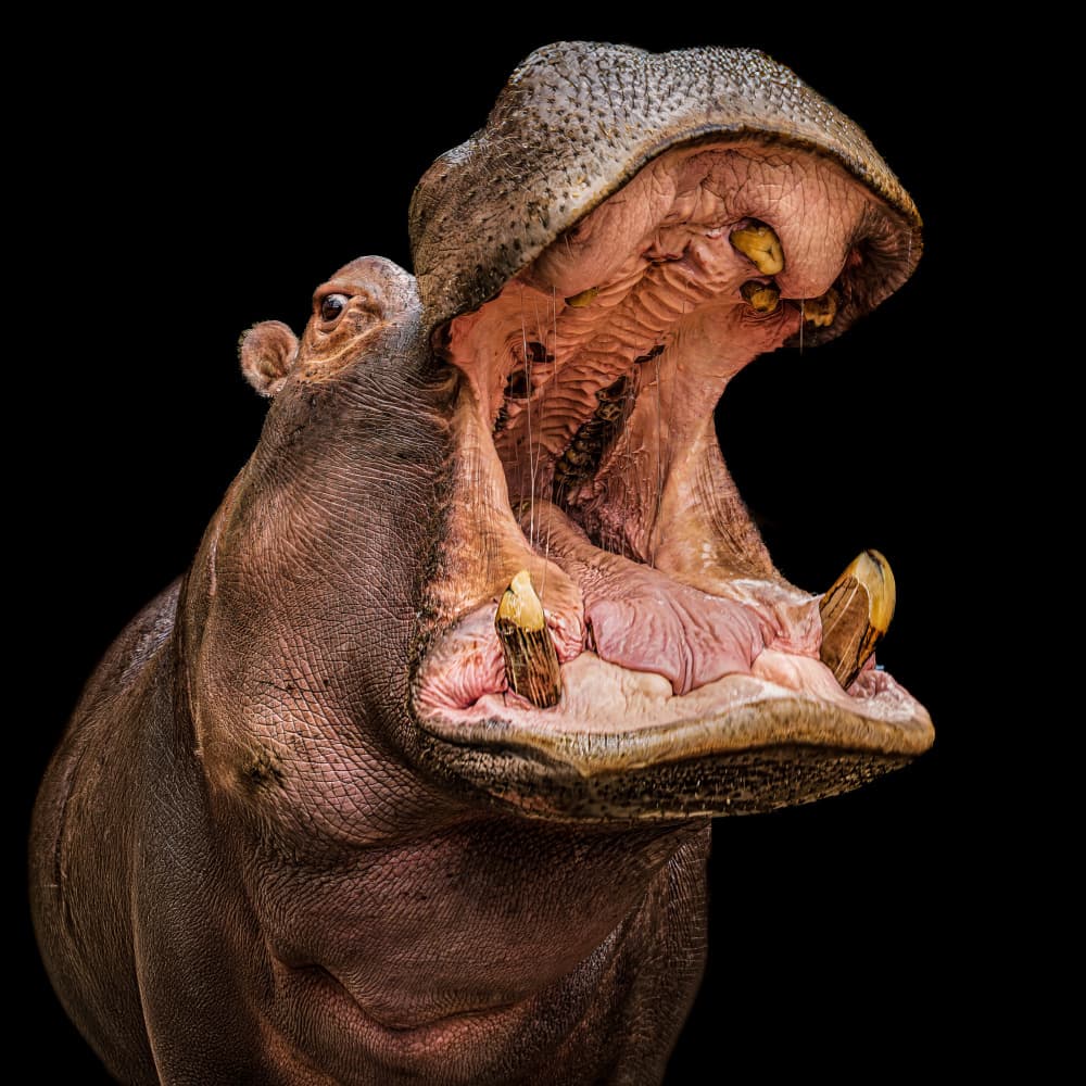 Hippo Open Mouth by Ilona Rosenkrancová — canvas wall art