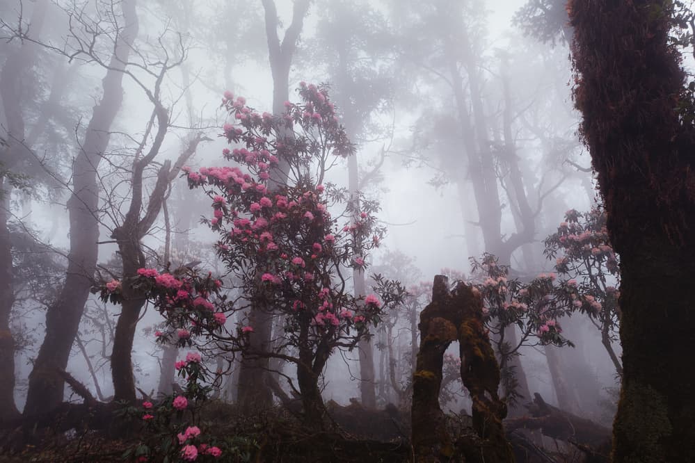 Pink Rhododendron Forest by Dmitry Kupratsevich — canvas wall art