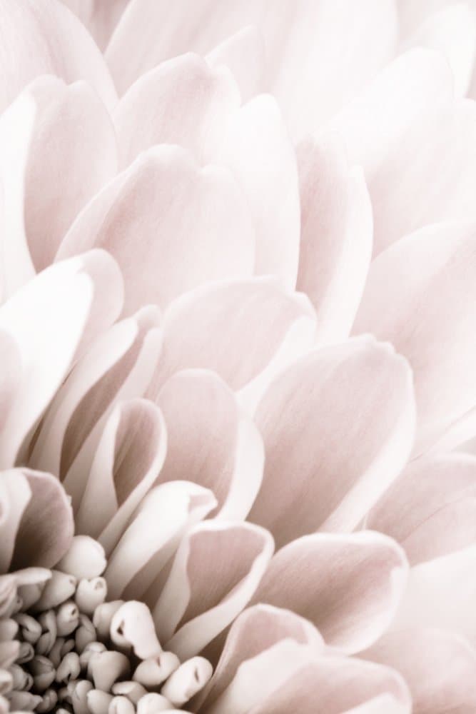 Soft Pink Petals by Pictufy Studio III — canvas wall art