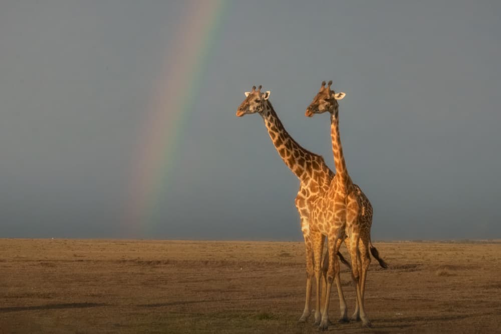 Golden Giraffes Rainbow Sky by Sheila Xu — canvas wall art