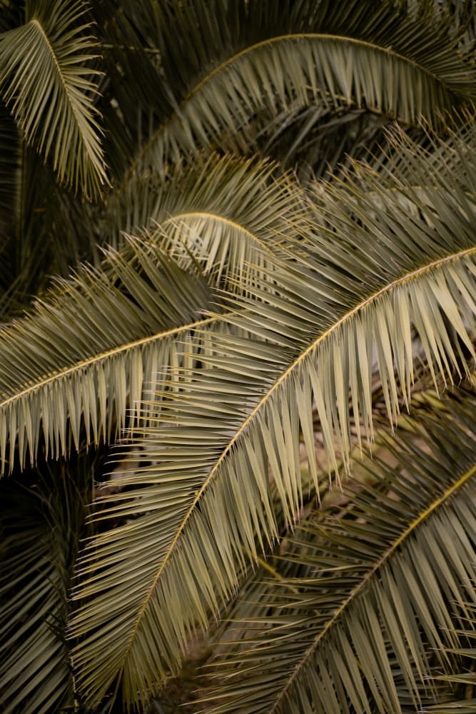 Lush Tropical Palm Fronds by Henrike Schenk — canvas wall art