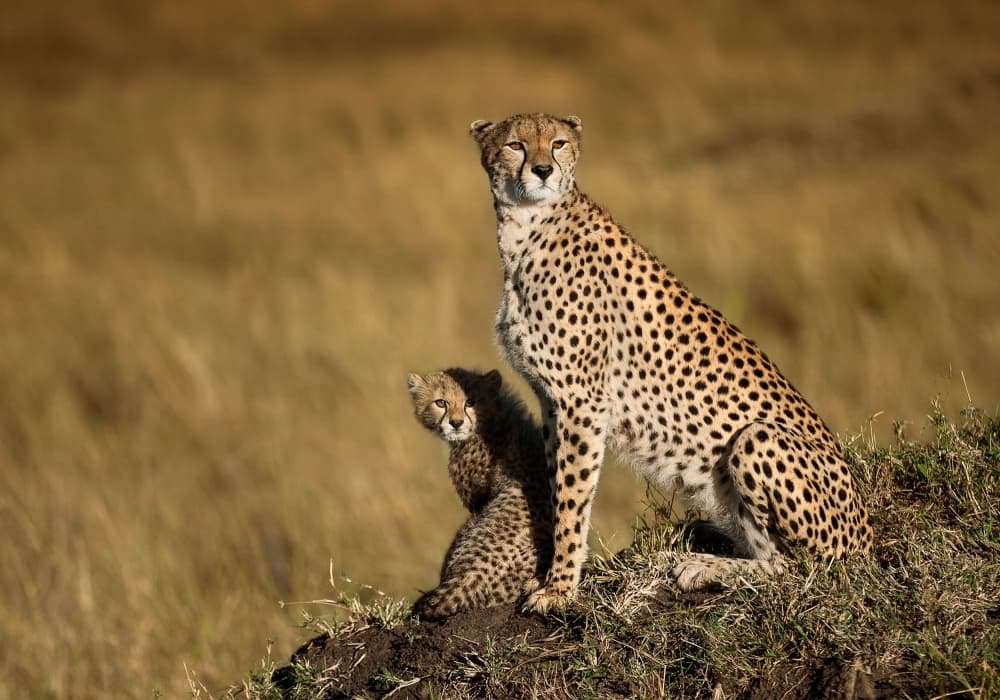 Cheetah Mother and Cub by Massimo Mei — canvas wall art