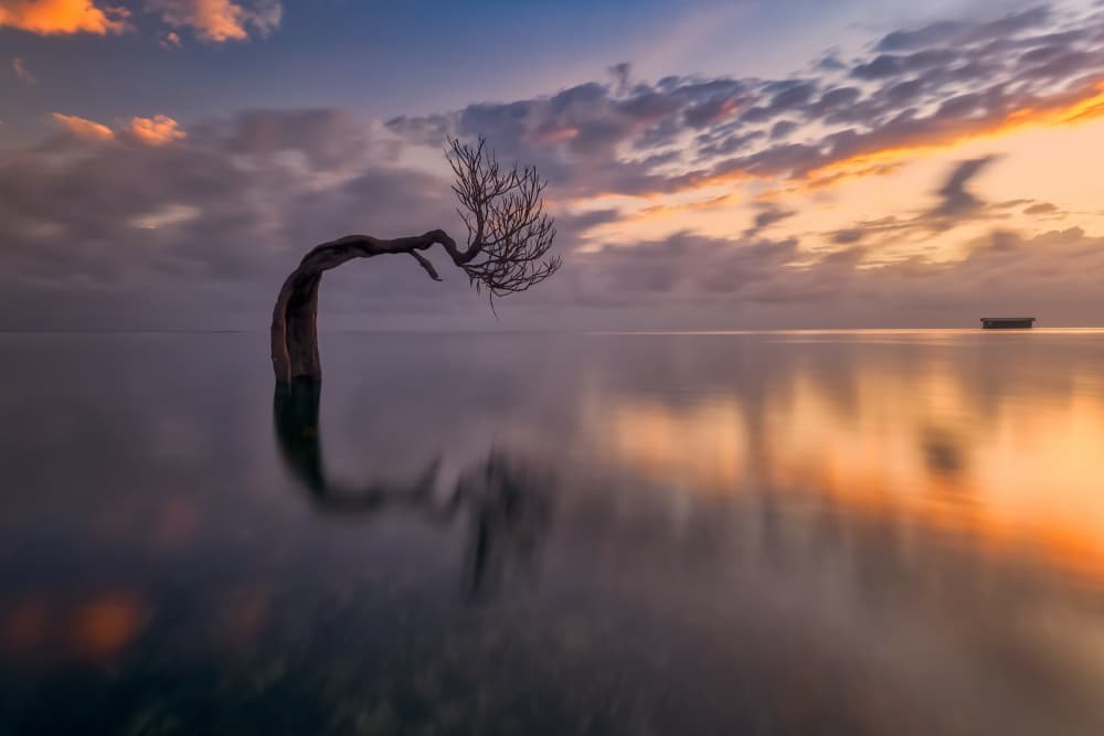 Solitary Tree Reflection by Liguang Huang — canvas wall art