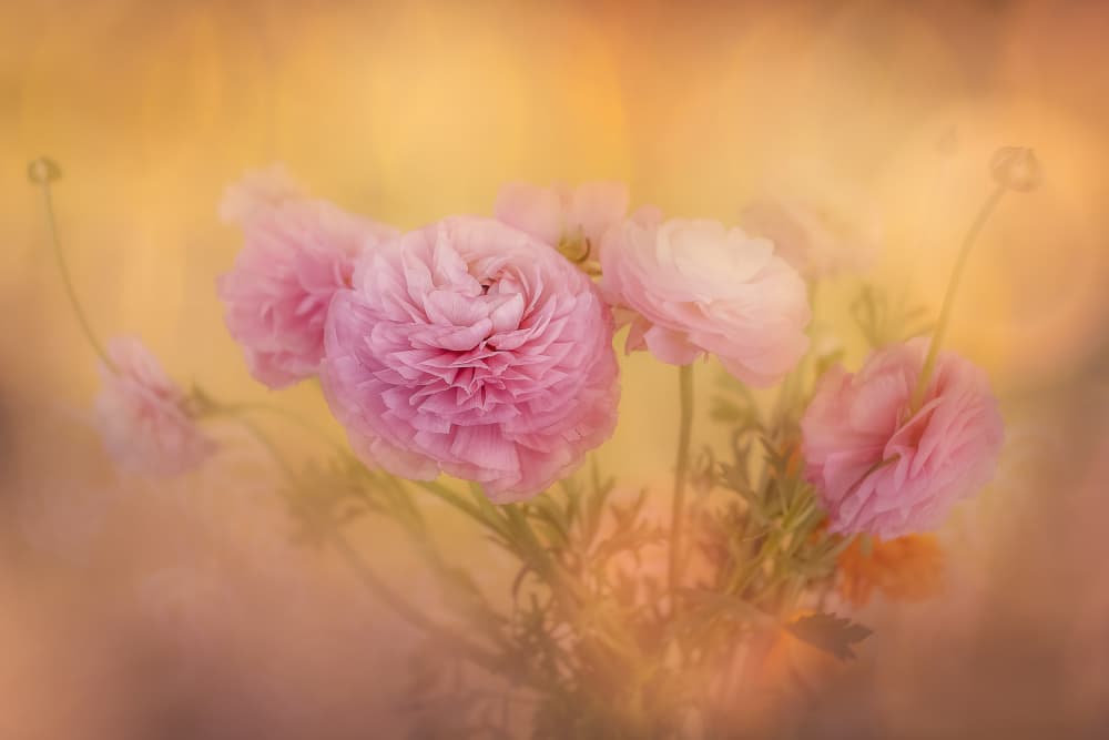 Dreamy Pink Ranunculus by Cheryl Eagers — canvas wall art