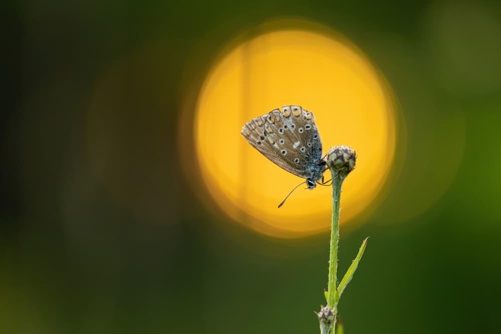 Golden Hour Butterfly by Bjoern Alicke — canvas wall art