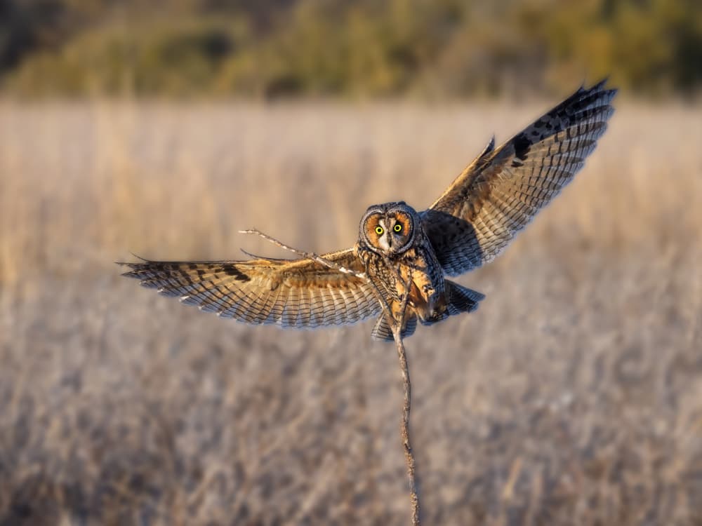 Long-Eared Owl Flying by Taksing (吉星高照) — canvas wall art