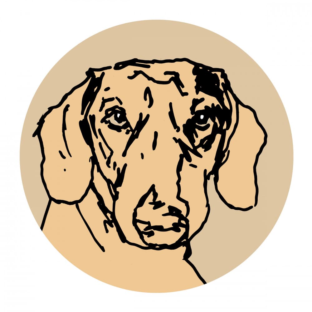 Sweet Dachshund Illustration by casa cartissi — canvas wall art