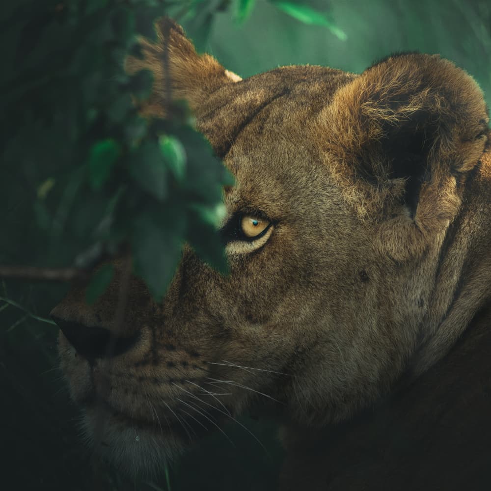 Intense Lioness Gaze by Ahmed Sobhi — canvas wall art