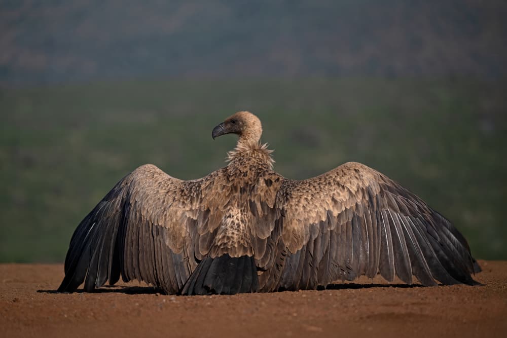 Majestic Vulture Wings Spread by Marco Pozzi — canvas wall art