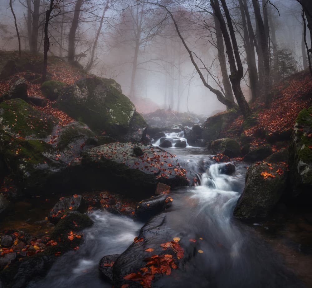 Misty Forest Stream by Alexander Alexandrov — canvas wall art