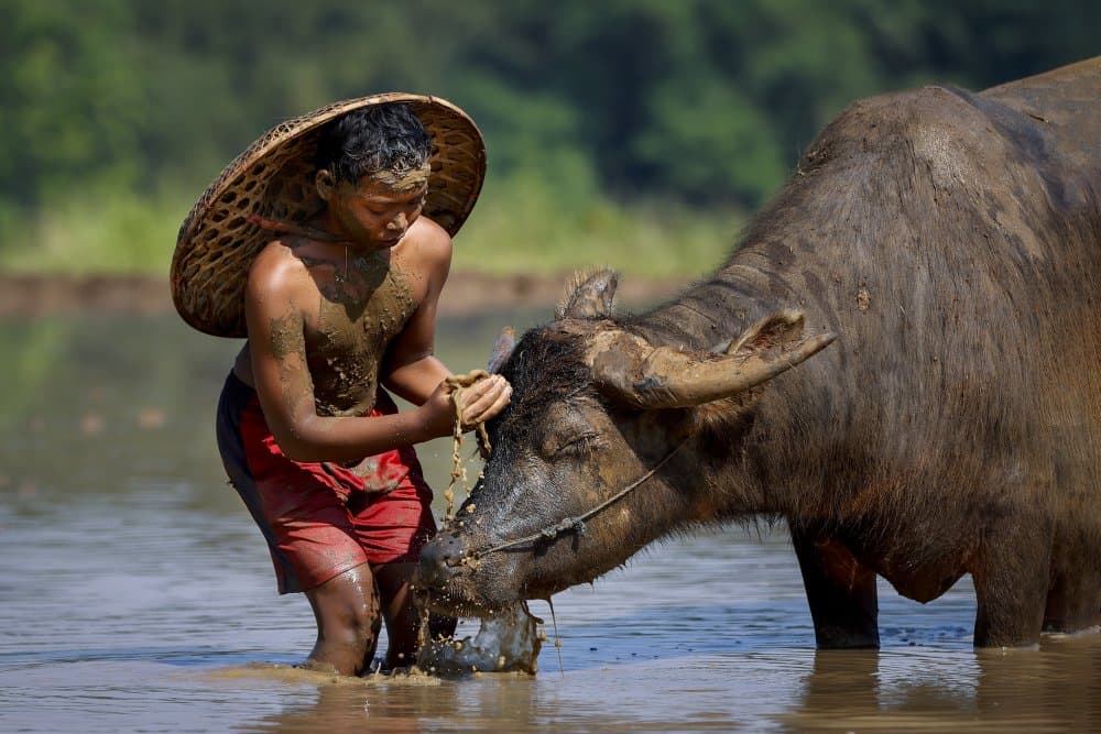 Boy Washing Buffalo by Gatot Herliyanto — canvas wall art