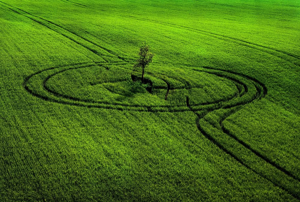 Green Field Circle Tree by Milan Uhrin  AFIAP AZSF — canvas wall art