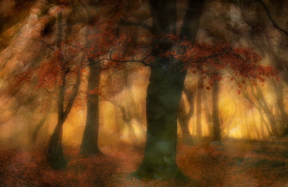 Enchanted Autumn Forest by Hilda van der Lee — canvas wall art