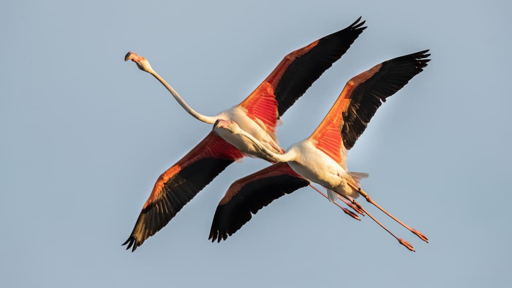 Flamingos In Flight by Joan Gil Raga — canvas wall art