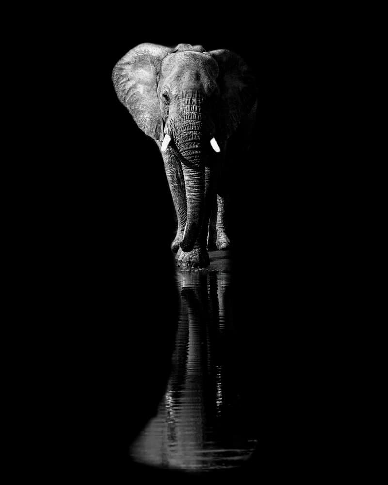 African Elephant Reflection by Jie Fischer — canvas wall art