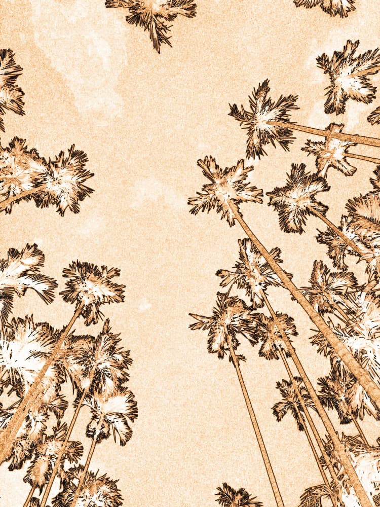 Golden Sky Palms by Santhosh ch — canvas wall art