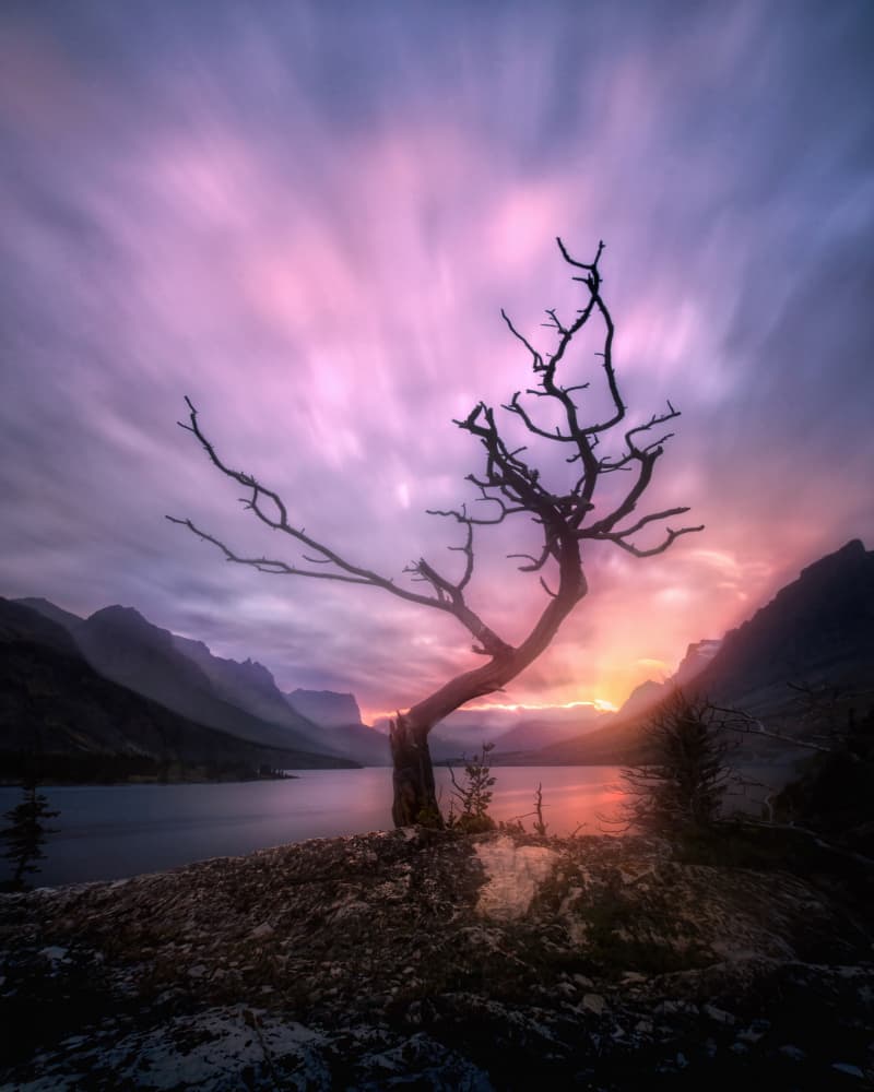 Gnarled Tree Purple Sunset by Chong Q. Wu — canvas wall art