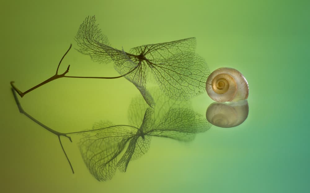 Delicate Leaf Shell Reflection by Shihya Kowatari — canvas wall art