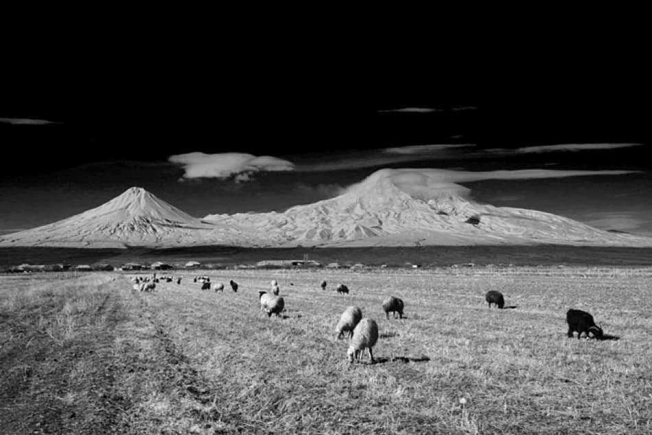 Mount Ararat Pasture by Suren Manvelyan — canvas wall art