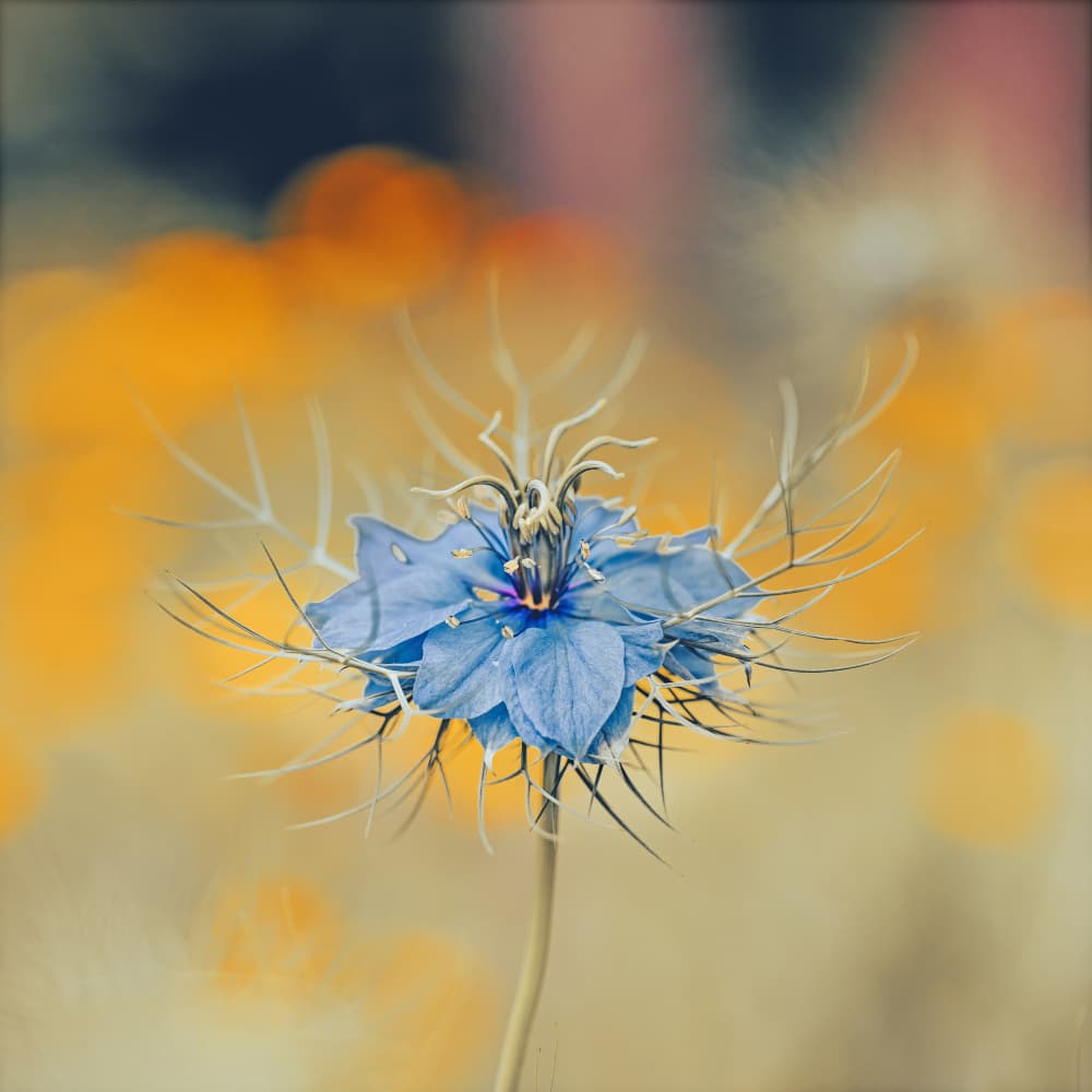 Dreamy Blue Bloom by Hardik Pandya — canvas wall art