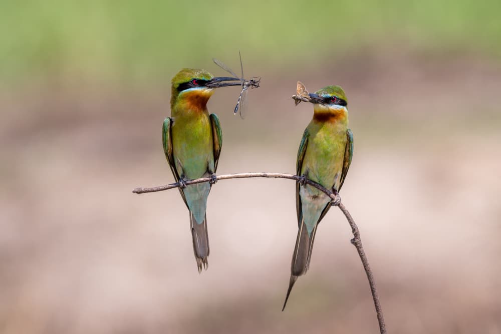 Two Bee-eaters with Prey by HuongHoang — canvas wall art