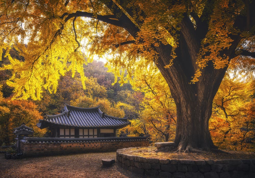 Golden Ginkgo Temple by Tiger Seo — canvas wall art