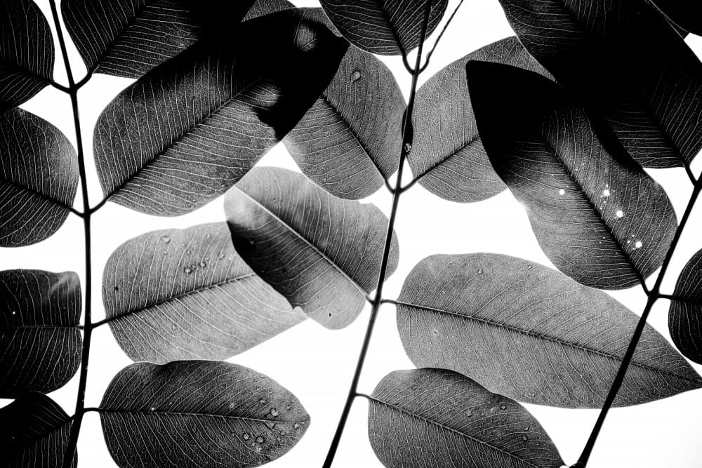 Backlit Leaves Monochrome by Tal Paz-Fridman — canvas wall art